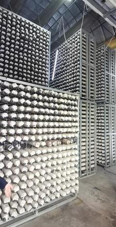 探尋齊長城 長城腳下“智慧工廠”助民增收，香菇基地里“枯木變金”激活網絡文化傳播